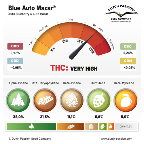 Blue Auto Mazar terpenes and cannabinoids